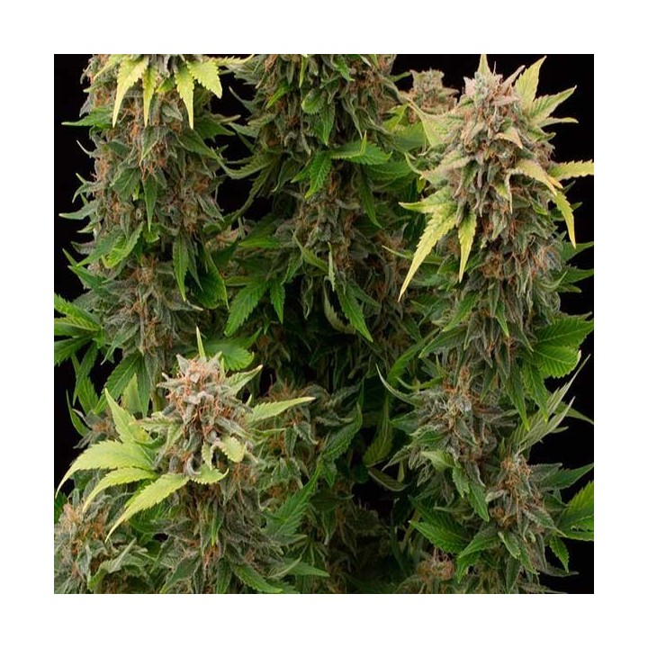Moby Dick Autofloreciente Feminizada de Dinafem