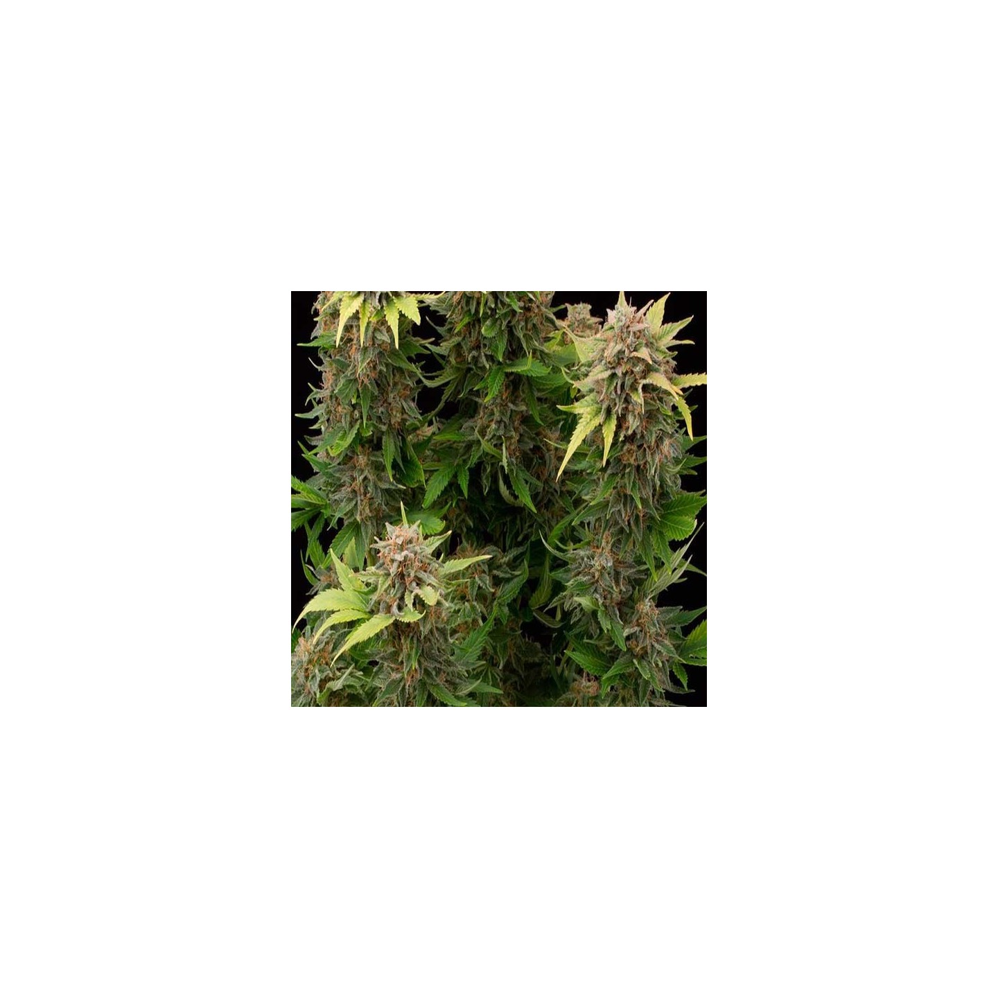 Moby Dick Autofloreciente Feminizada de Dinafem