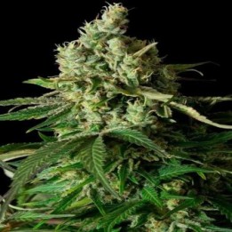 Moby Dick CBD Feminizada de Dinafem