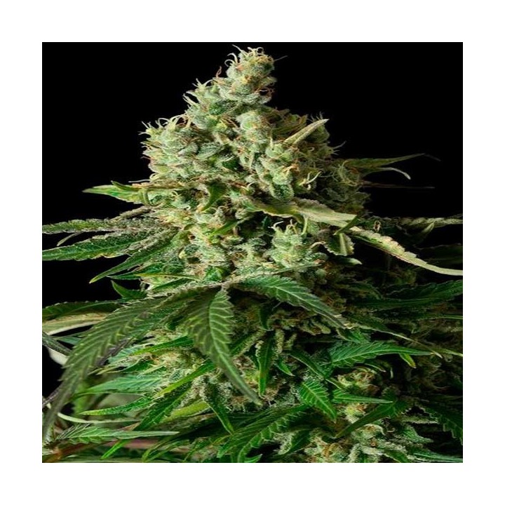 Moby Dick CBD Feminizada de Dinafem