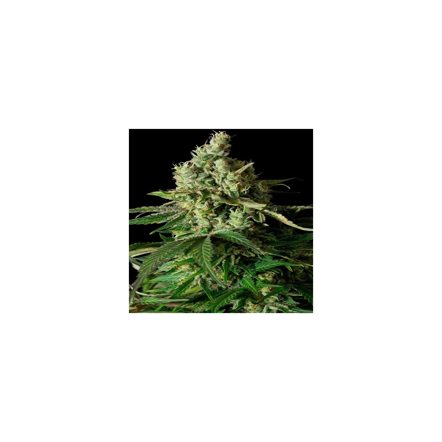 Moby Dick CBD Feminizada de Dinafem