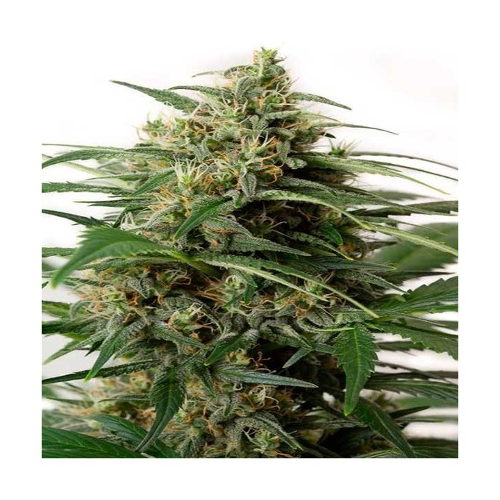 Moby Dick XXL Autofloreciente Feminizada de Dinafem