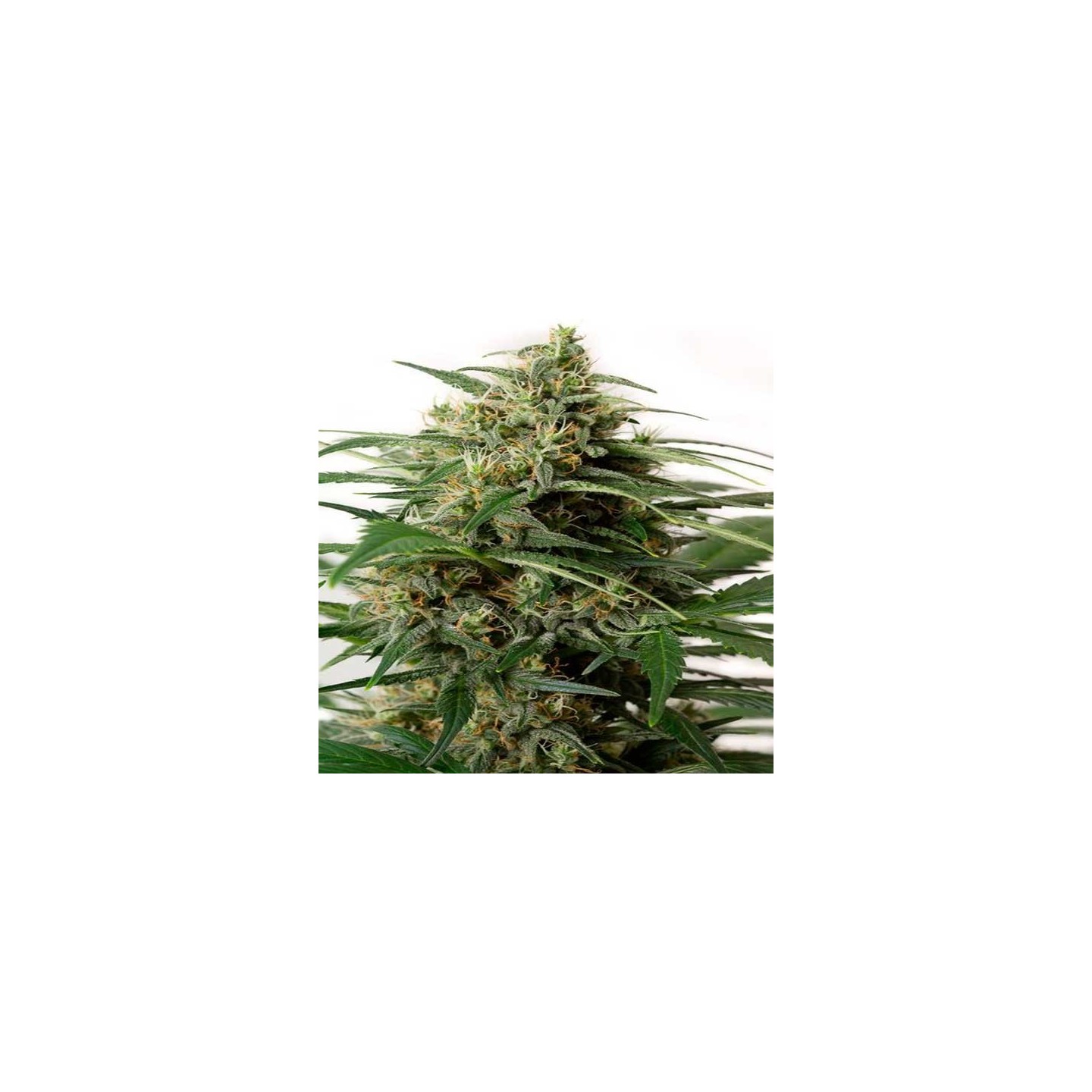 Moby Dick XXL Autofloreciente Feminizada de Dinafem