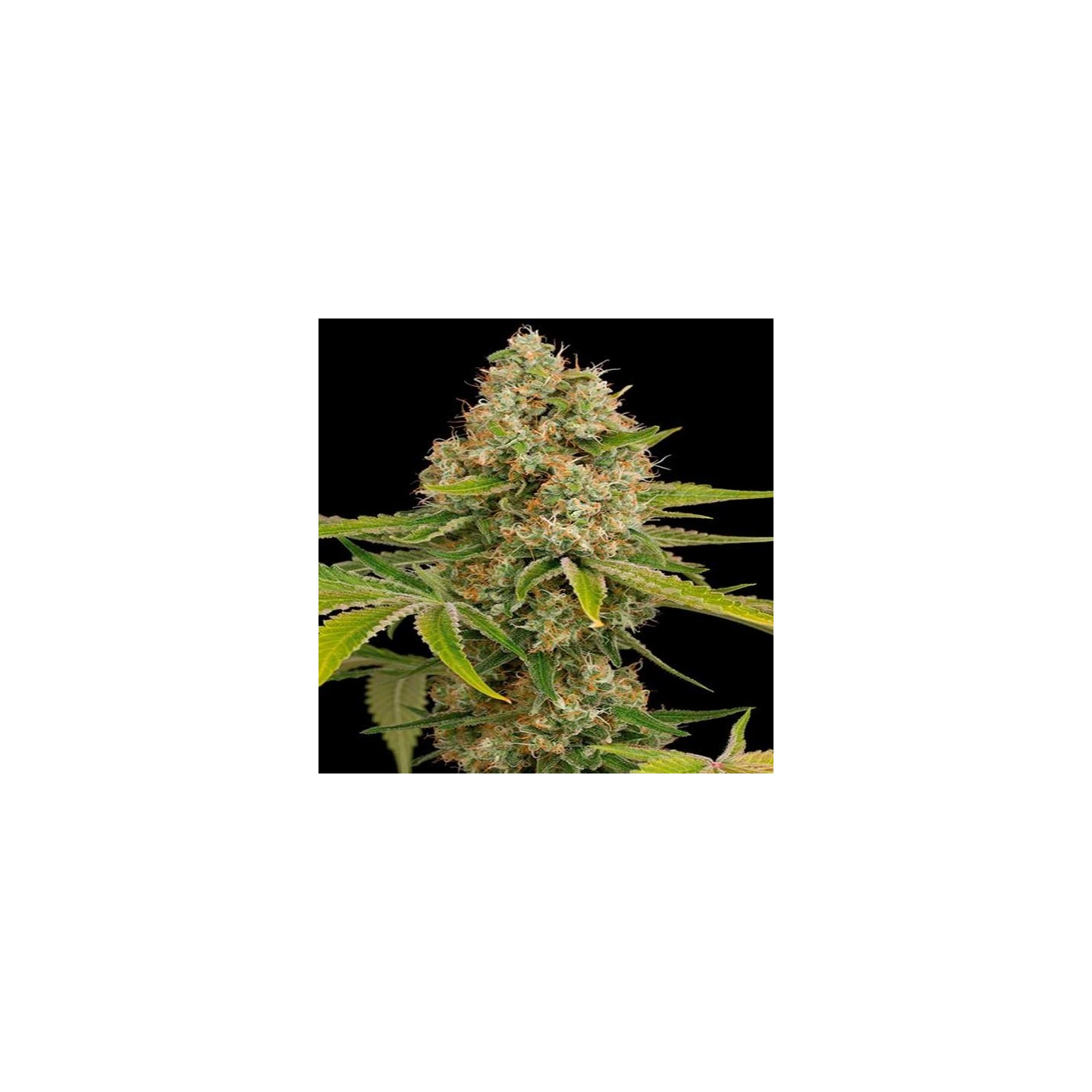 OG Kush Feminizada de Dinafem