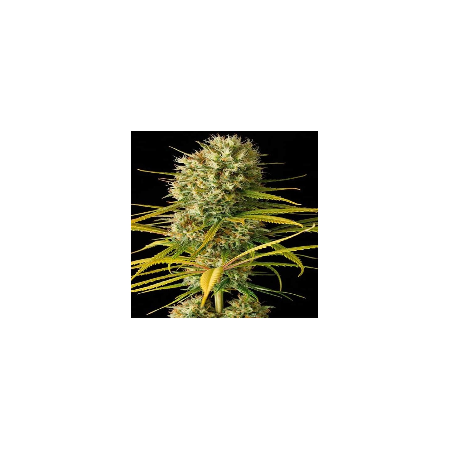 Original Amnesia Feminizada de Dinafem