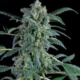 Original Amnesia Autofloreciente Feminizada de Dinafem