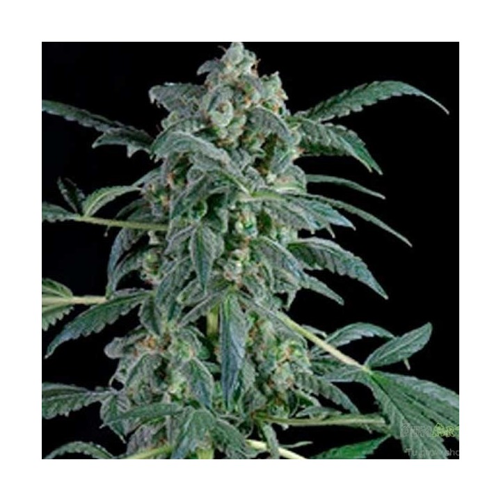 Original Amnesia Autofloreciente Feminizada de Dinafem