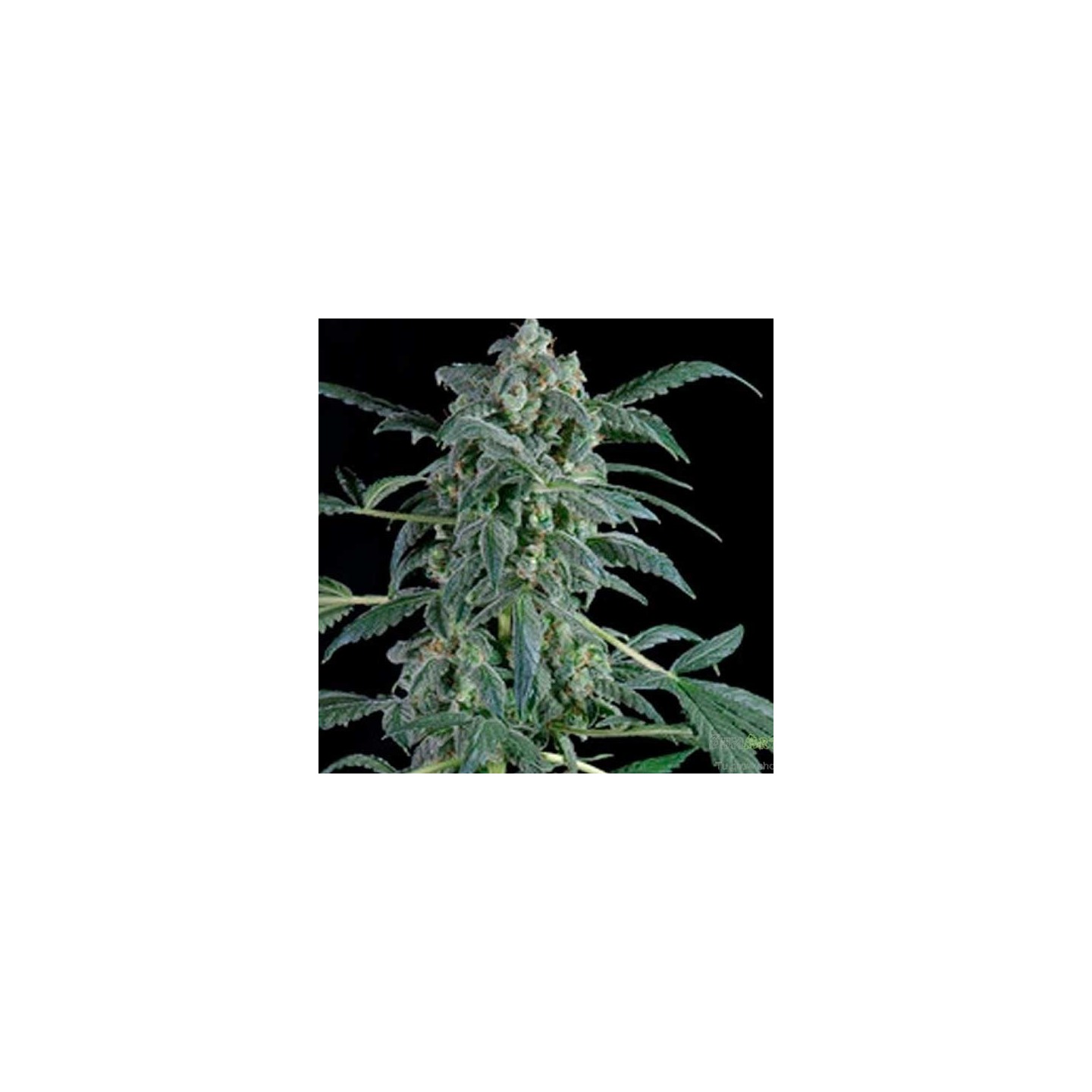Original Amnesia Autofloreciente Feminizada de Dinafem