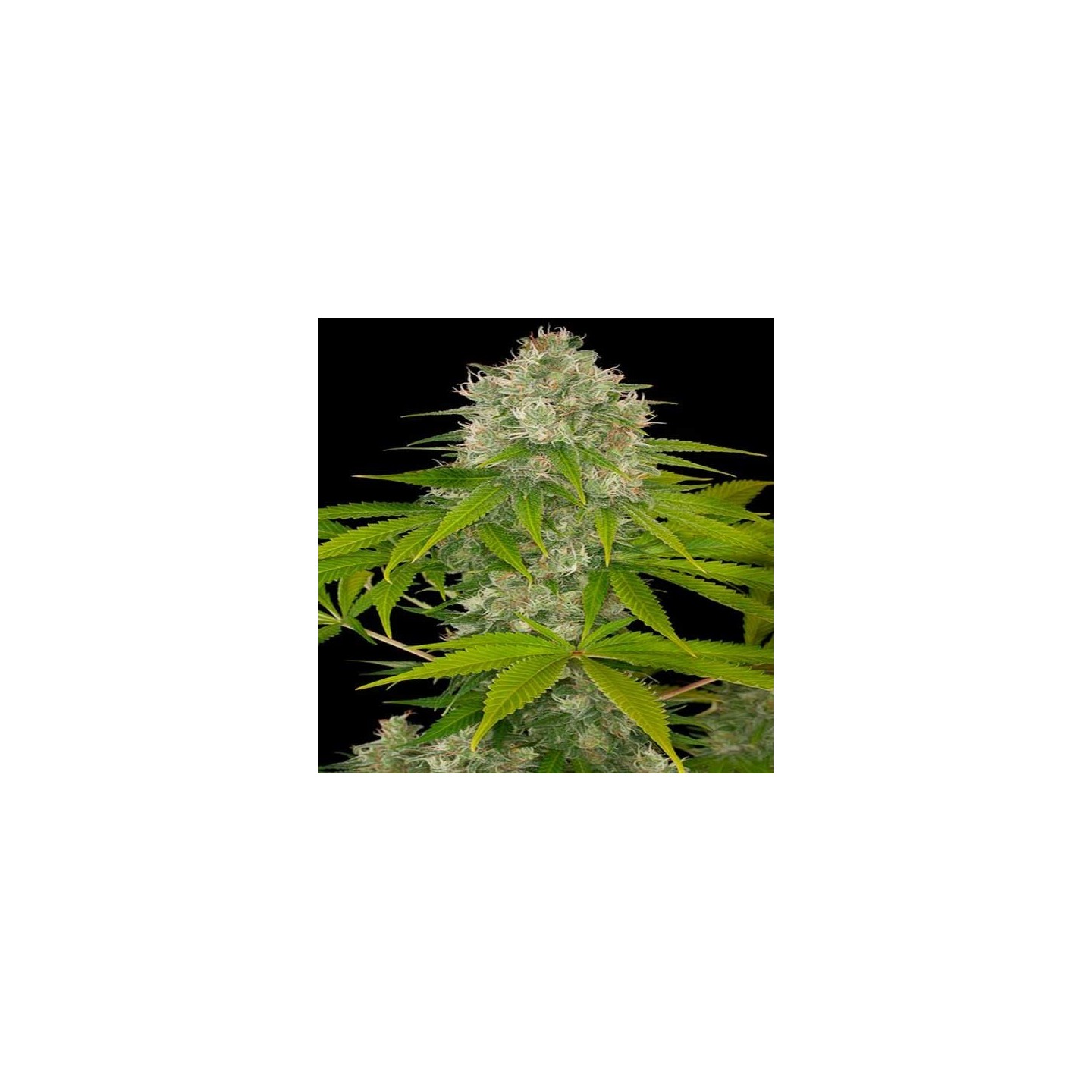 Power Kush Feminizada de Dinafem