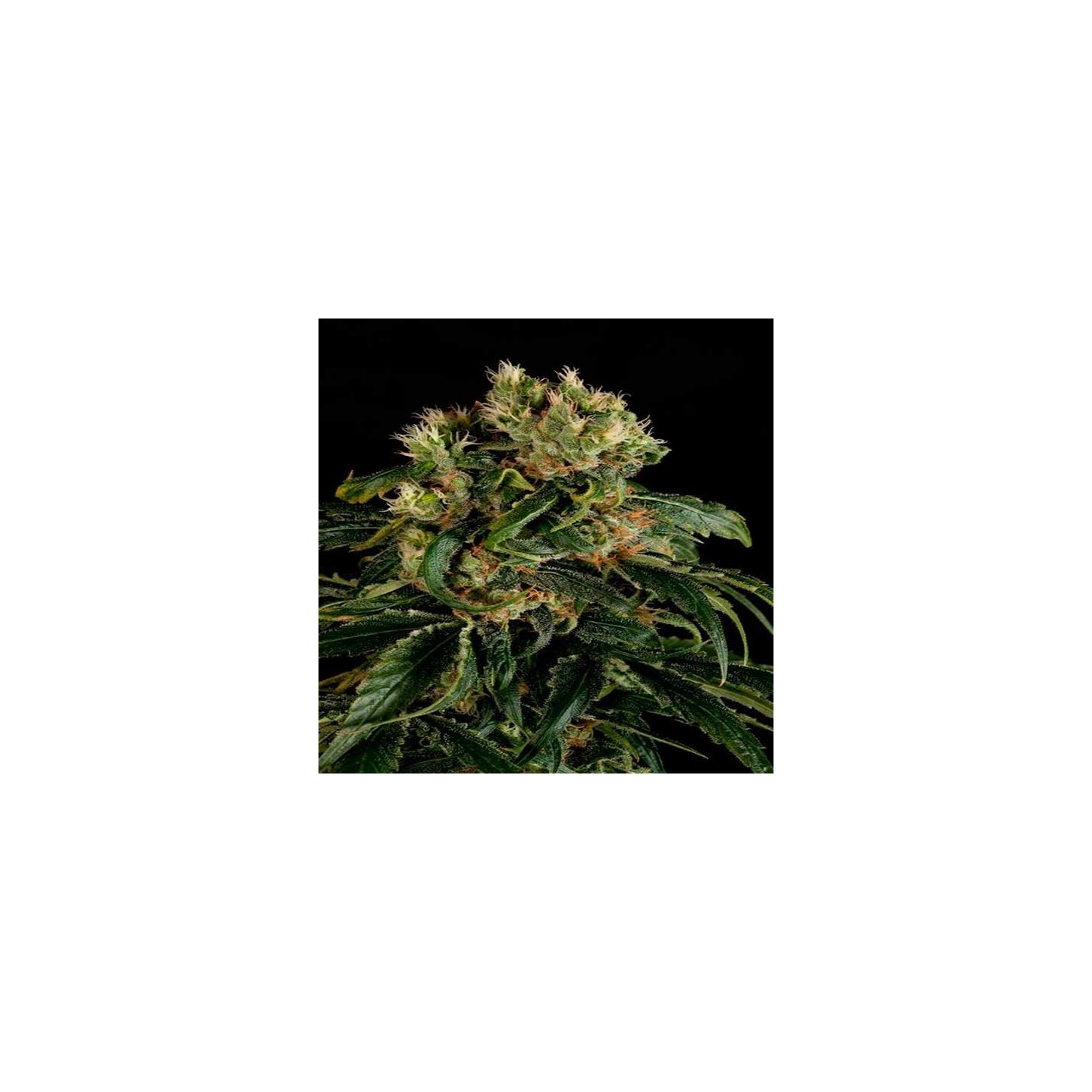 Santa Sativa Feminizada de Dinafem