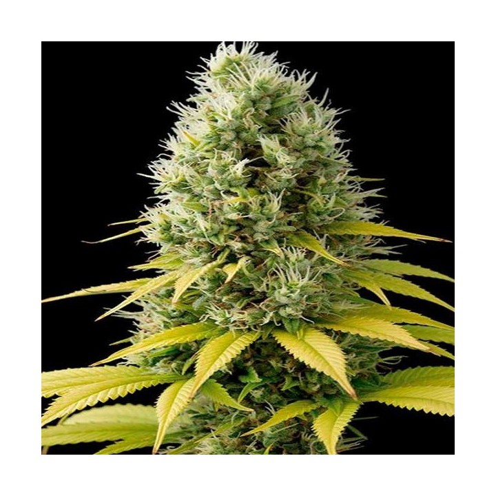 Shark Shock CBD Feminizada de Dinafem
