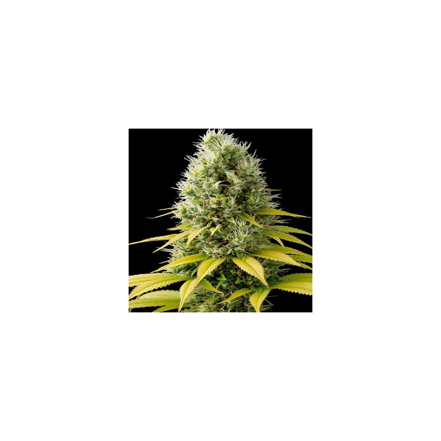 Shark Shock CBD Feminizada de Dinafem