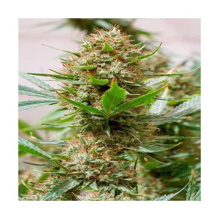 Strawberry Amnesia Feminizada de Dinafem