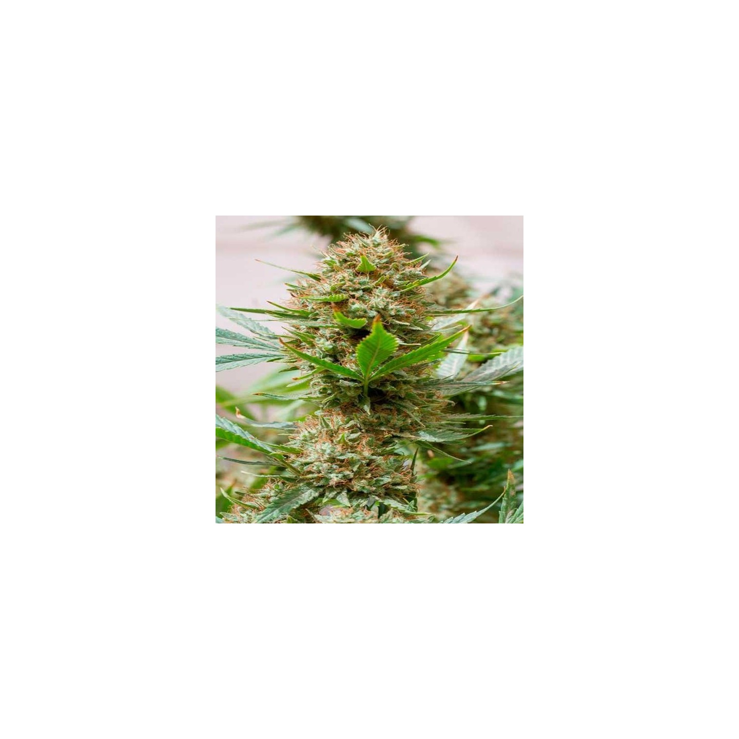 Strawberry Amnesia Feminizada de Dinafem