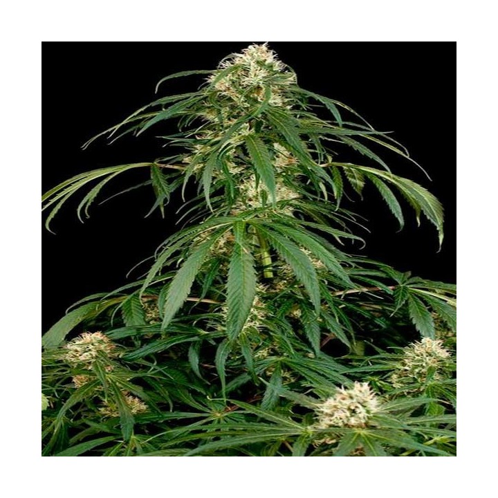Super Silver Feminizada de Dinafem
