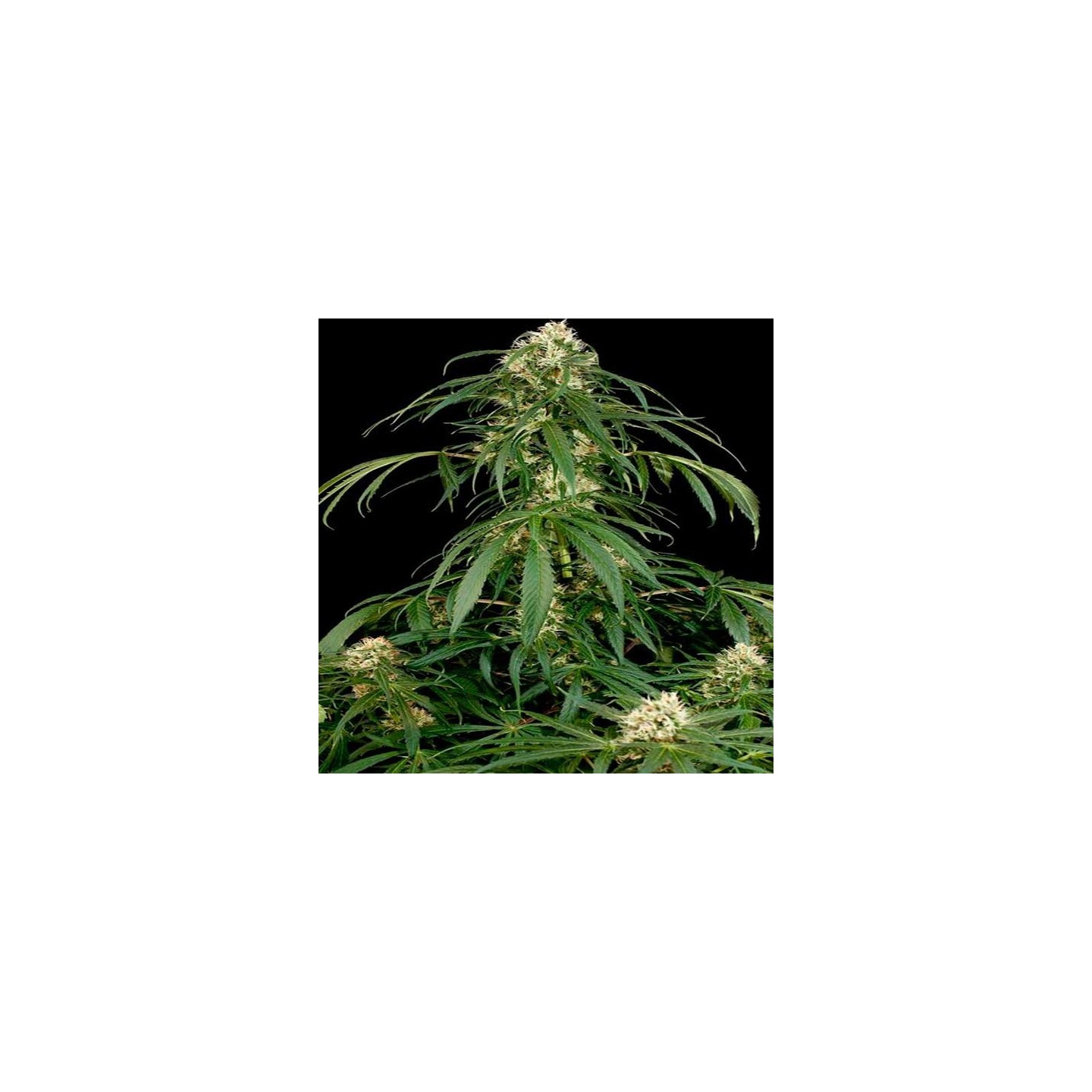Super Silver Feminizada de Dinafem
