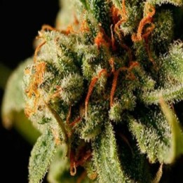 Sweet Deep Grapefruit Feminizada de Dinafem