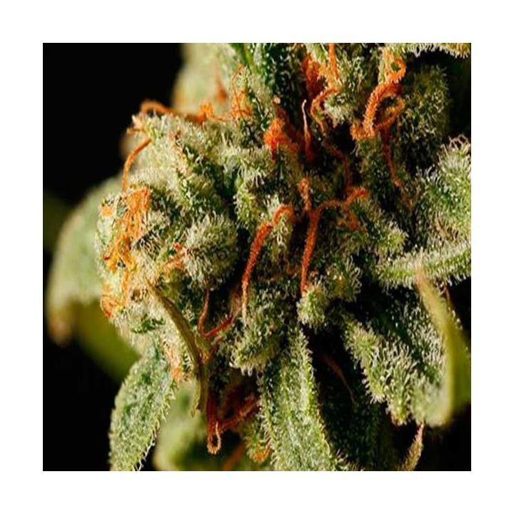 Sweet Deep Grapefruit Feminizada de Dinafem