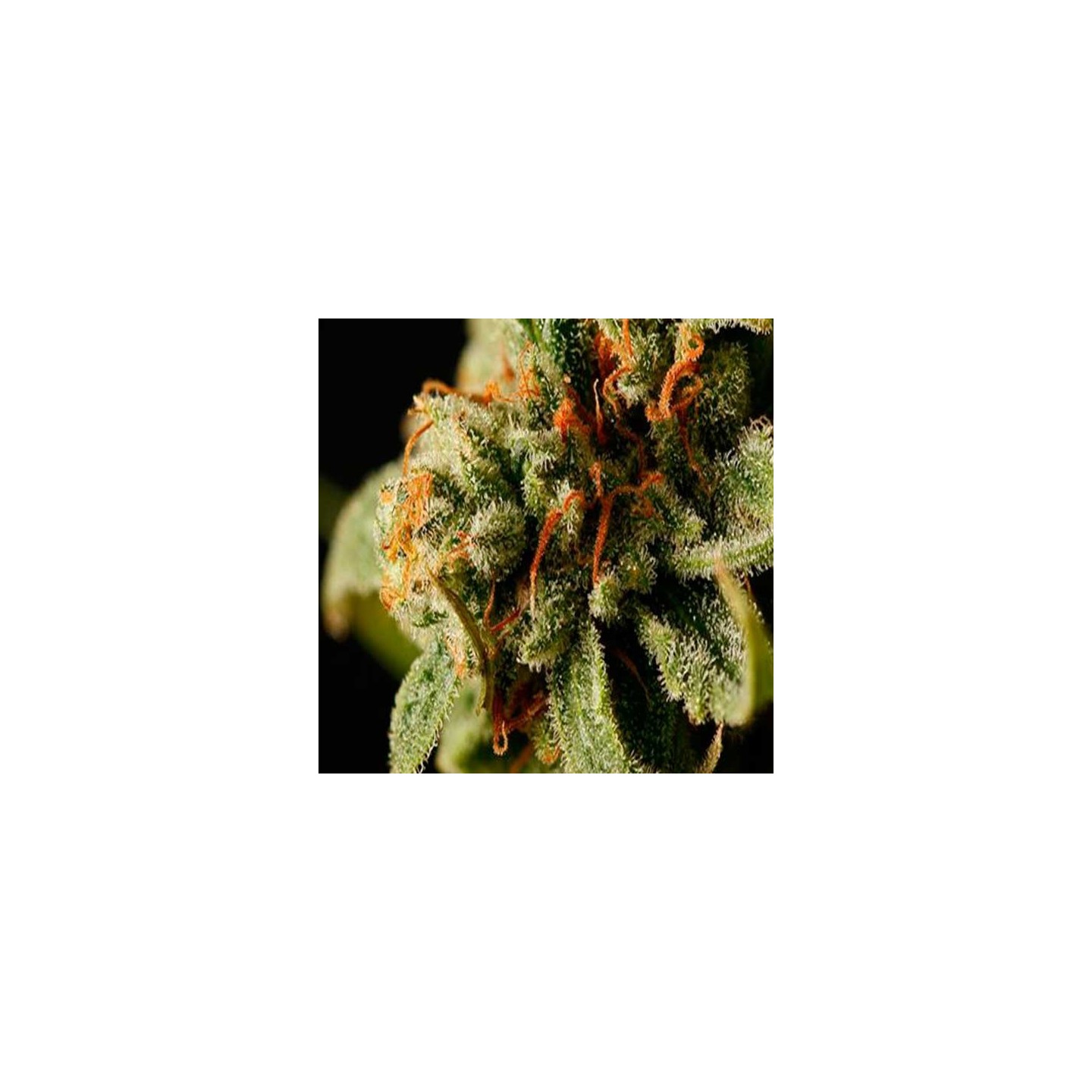 Sweet Deep Grapefruit Feminizada de Dinafem