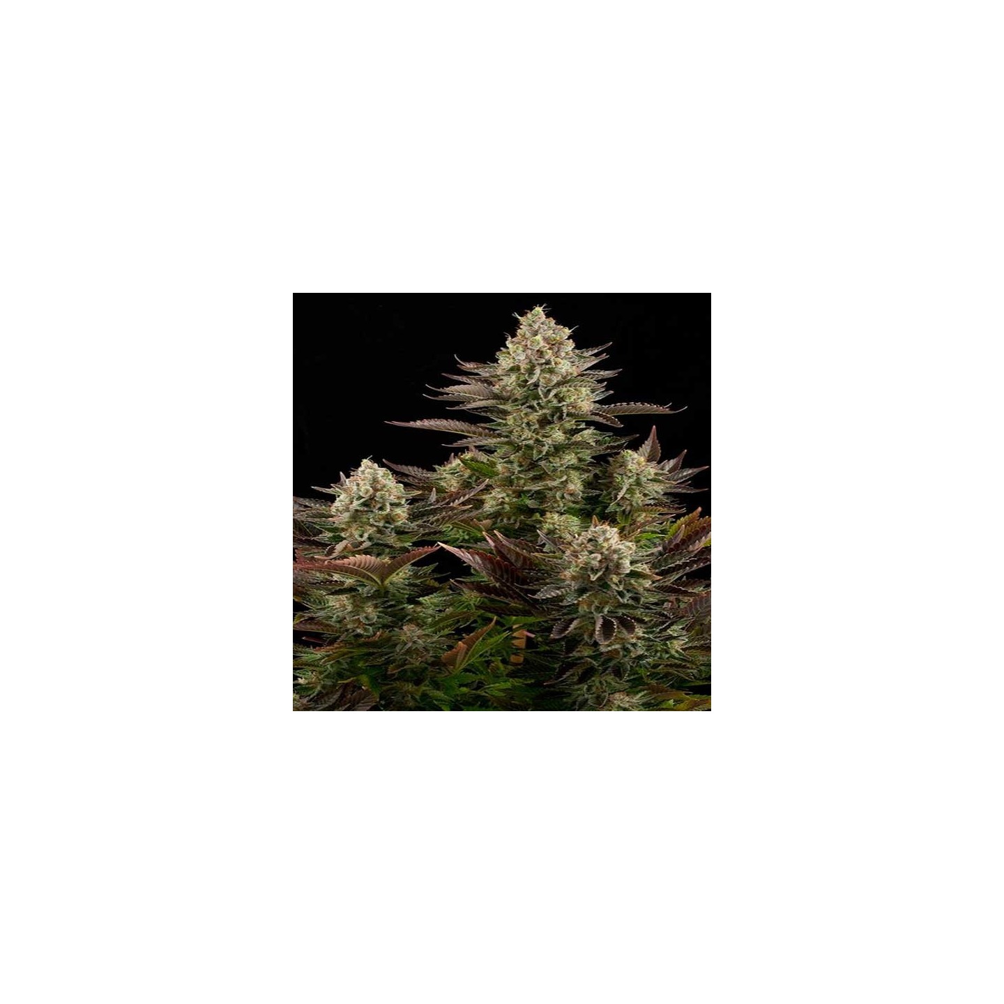 White Widow Feminizada de Dinafem