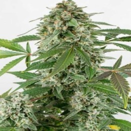 White Widow Autofloreciente Feminizada de Dinafem
