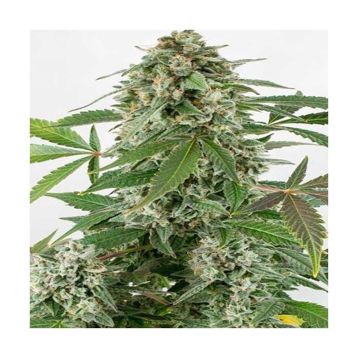 White Widow Autofloreciente Feminizada de Dinafem