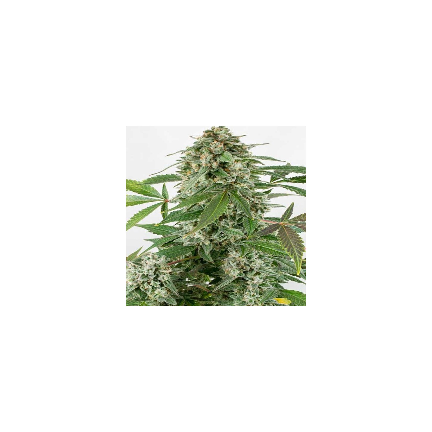 White Widow Autofloreciente Feminizada de Dinafem
