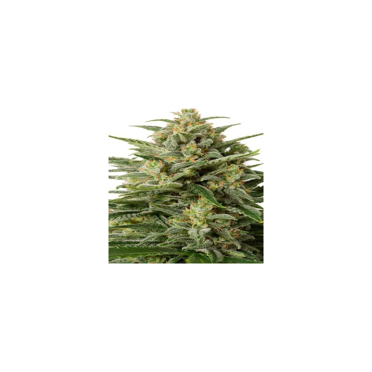 White Widow XXL Autofloreciente Feminizada de Dinafem
