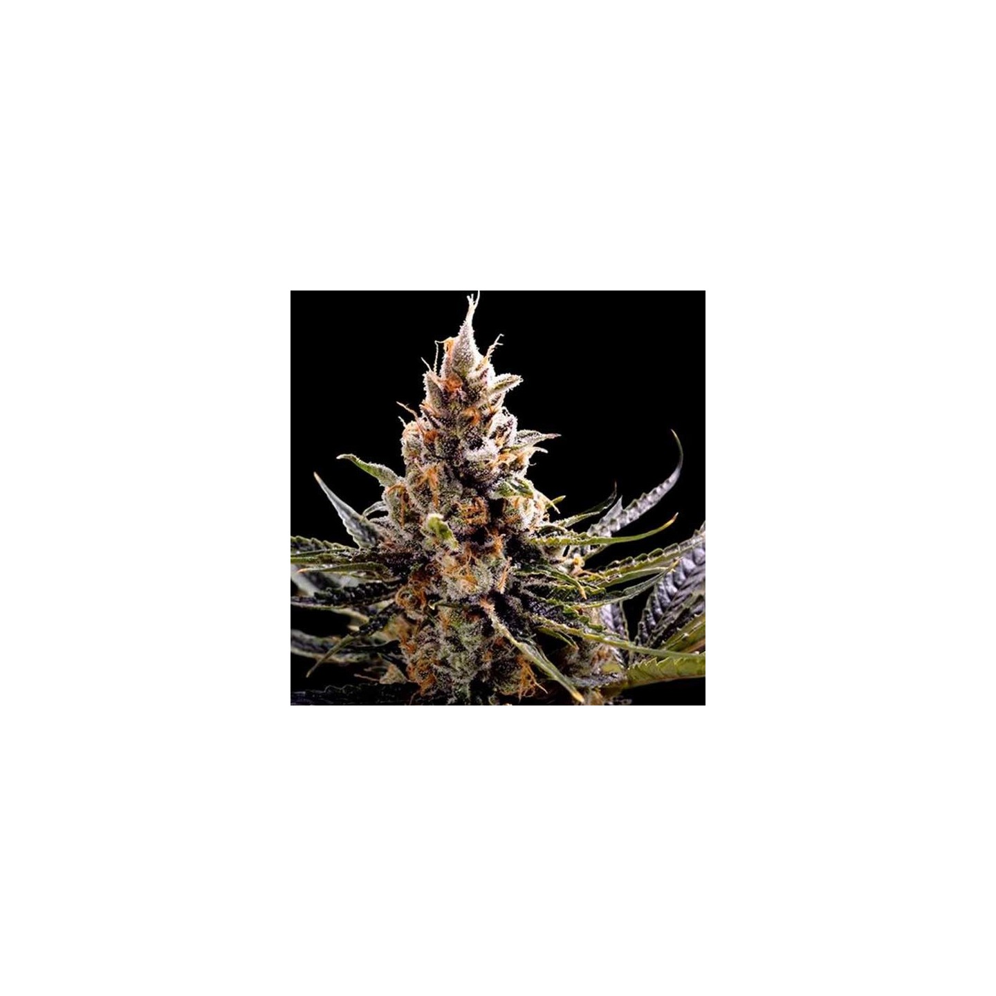 24k Gold Feminizada de DNA Genetics