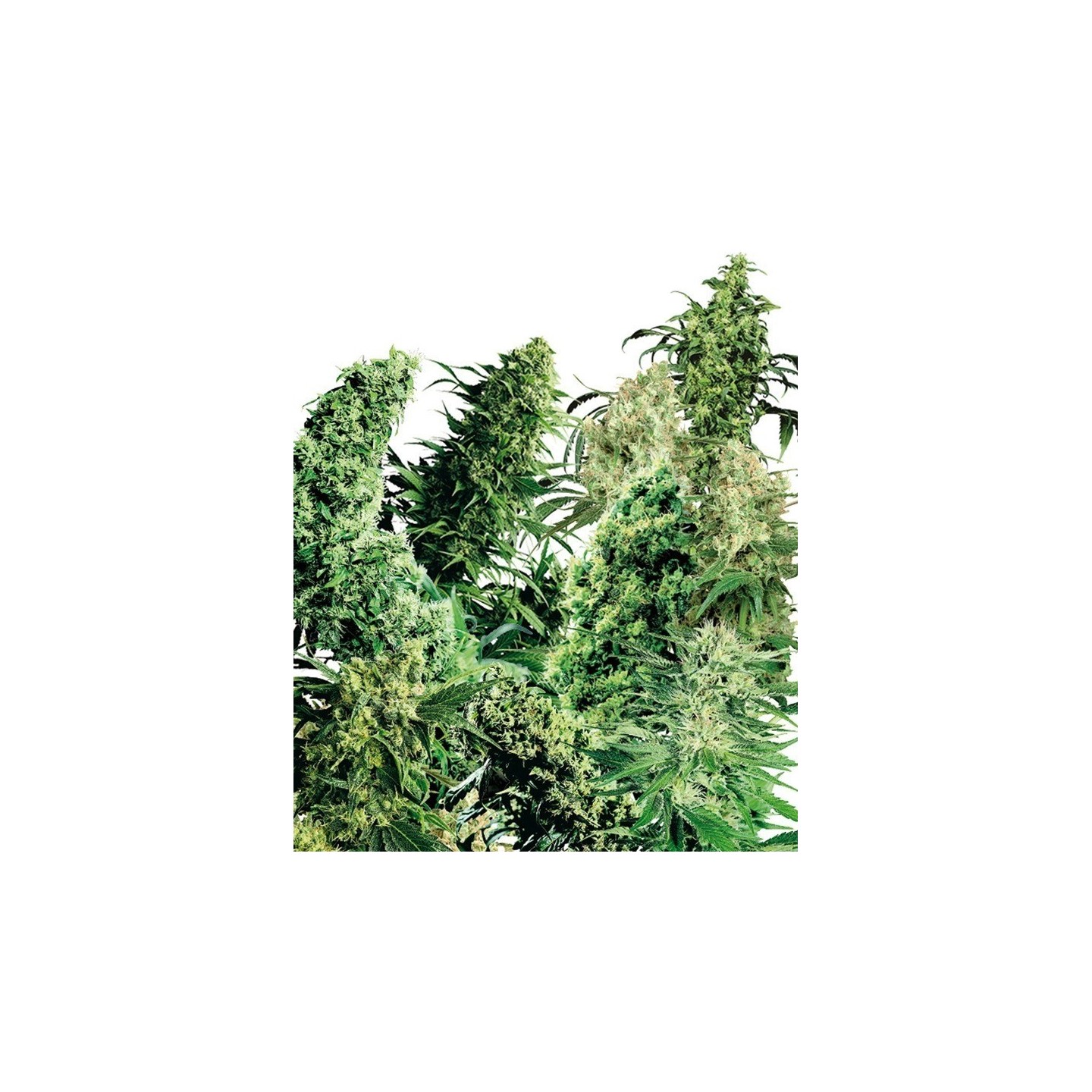 Indoor Mix Feminizada de Sensi Seeds