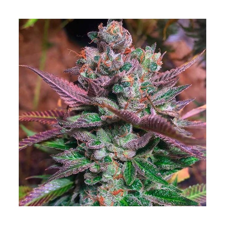 Banana Split Regular de DNA Genetics