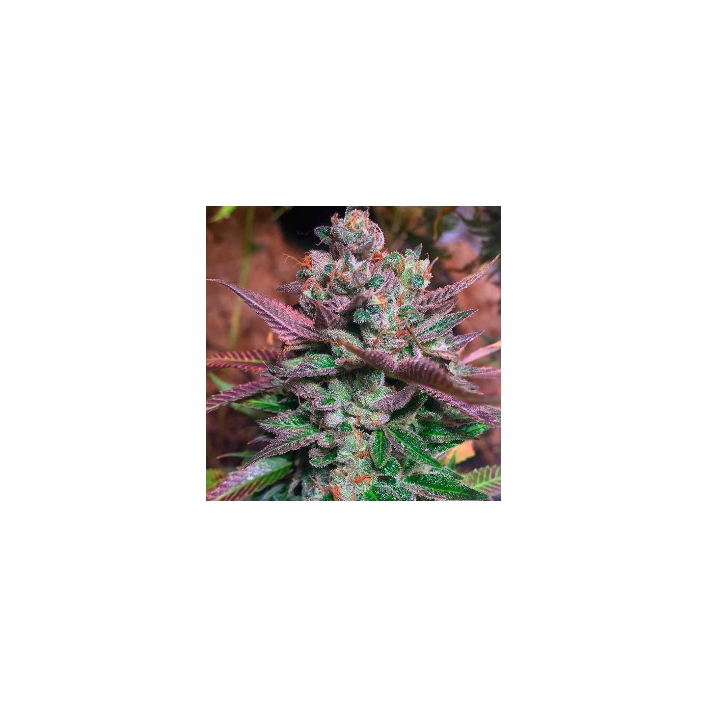 Banana Split Regular de DNA Genetics
