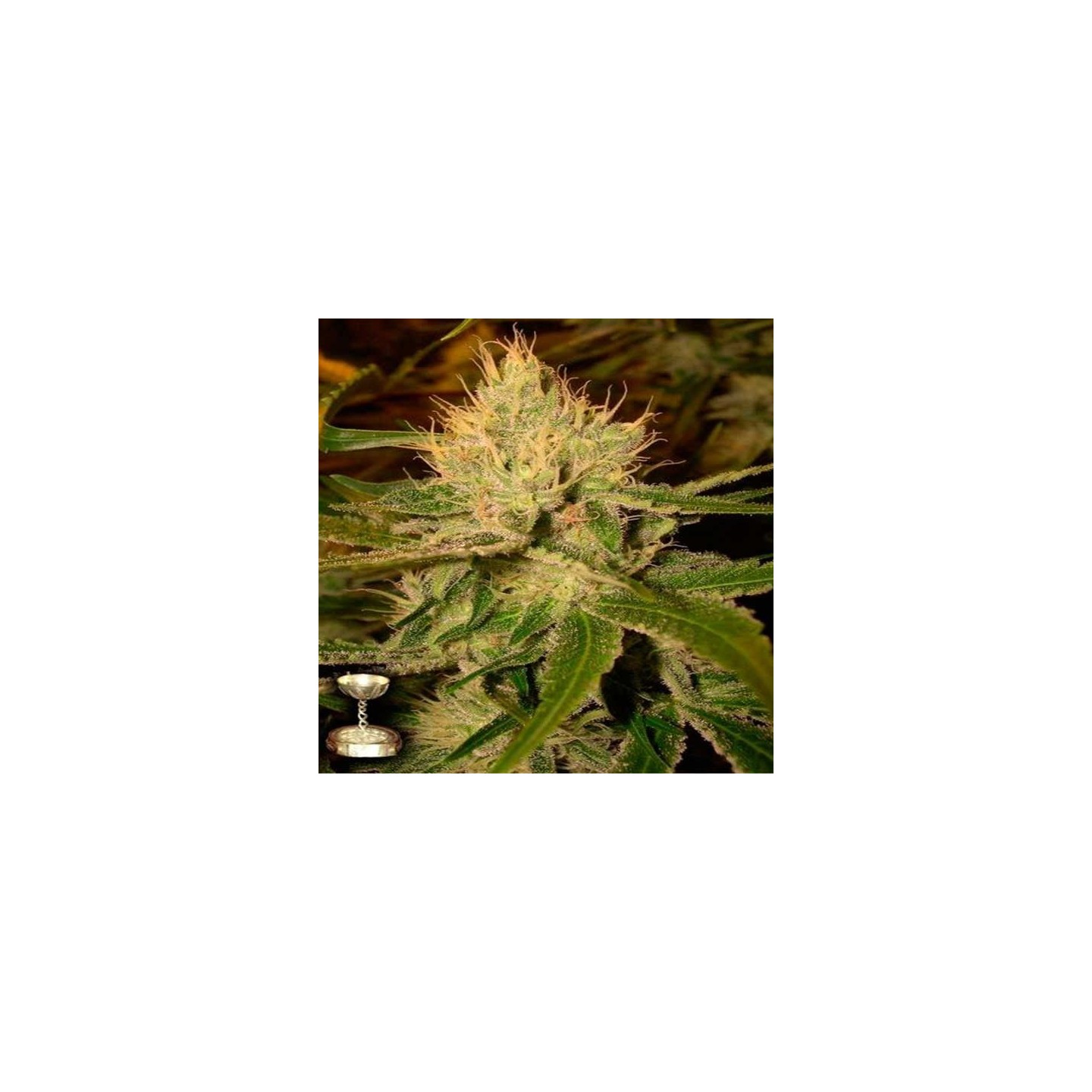 Cannalope Haze Feminizada de DNA Genetics