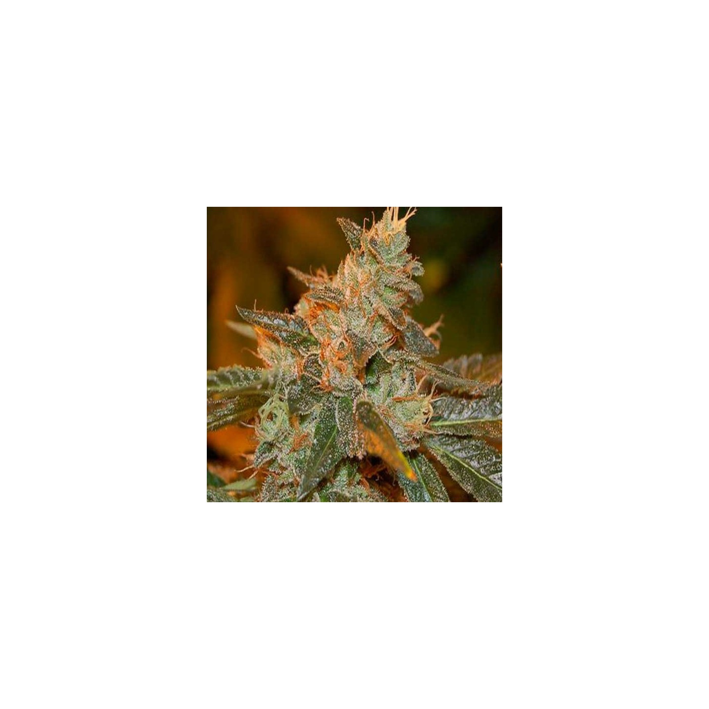 Cataract Kush Feminizada de DNA Genetics