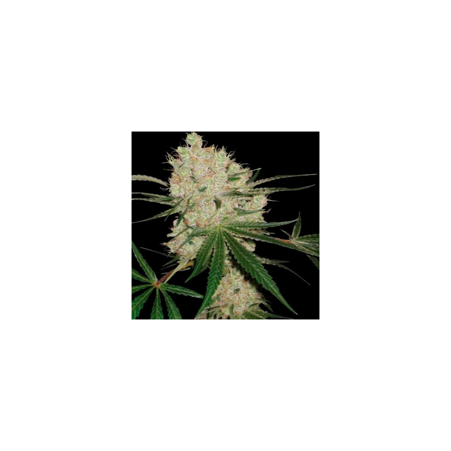 Cannalope Kush Feminizada de DNA Genetics