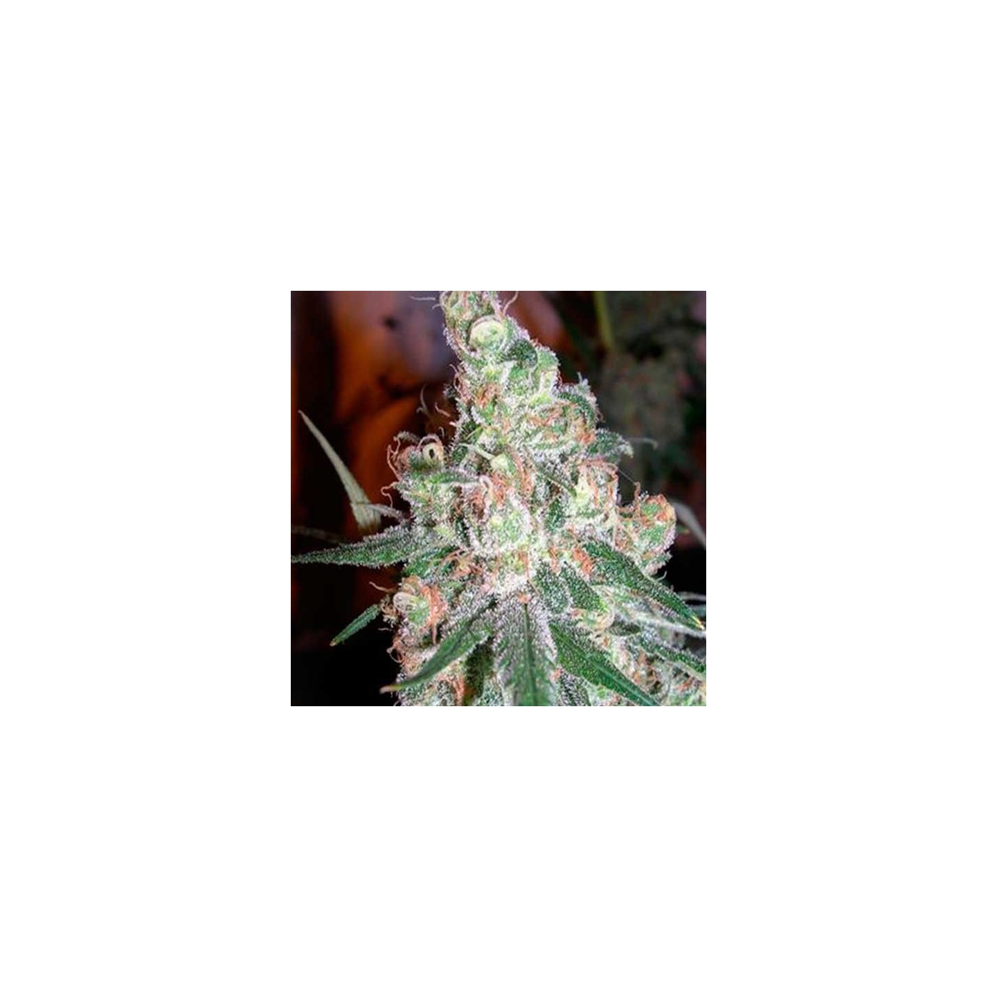 Chocolope Feminizada de DNA Genetics