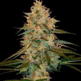 Chocolope Kush Feminizada de DNA Genetics