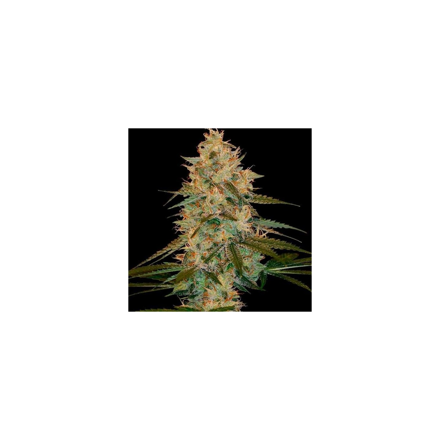 Chocolope Kush Feminizada de DNA Genetics