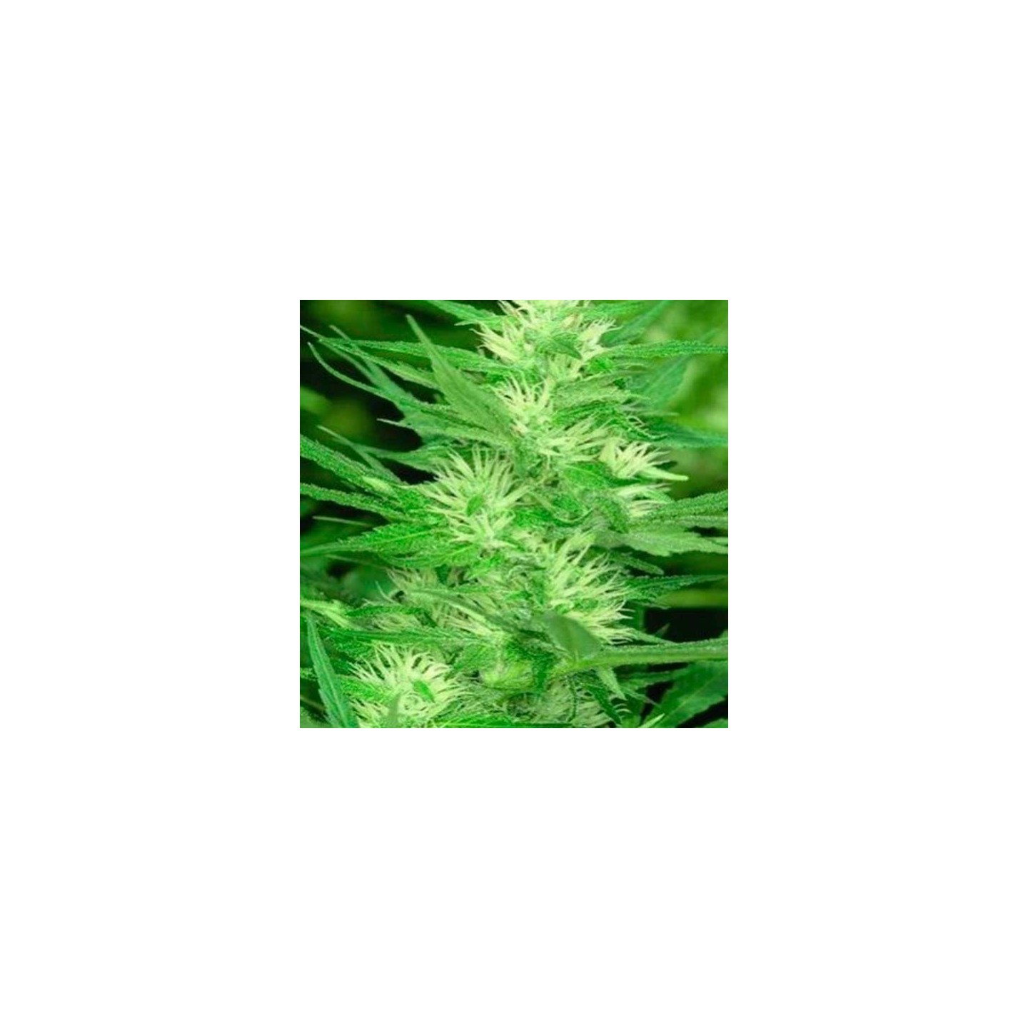 Cole Train Feminizada de DNA Genetics