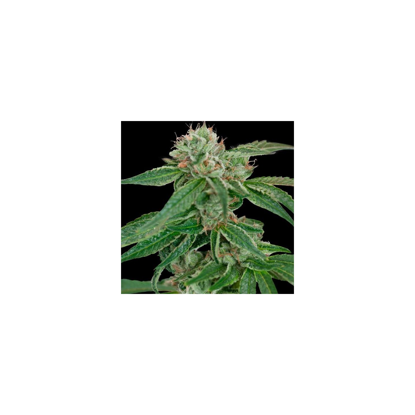 Crocketts Confidential Regular de DNA Genetics