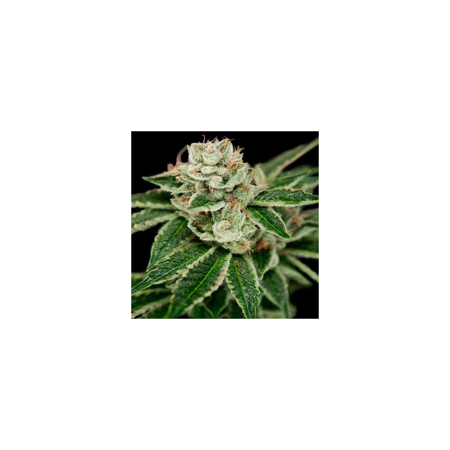 Crocketts Dawg Regular de DNA Genetics