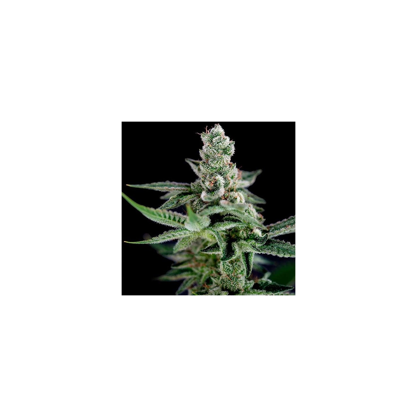 Crocketts Haze Regular de DNA Genetics