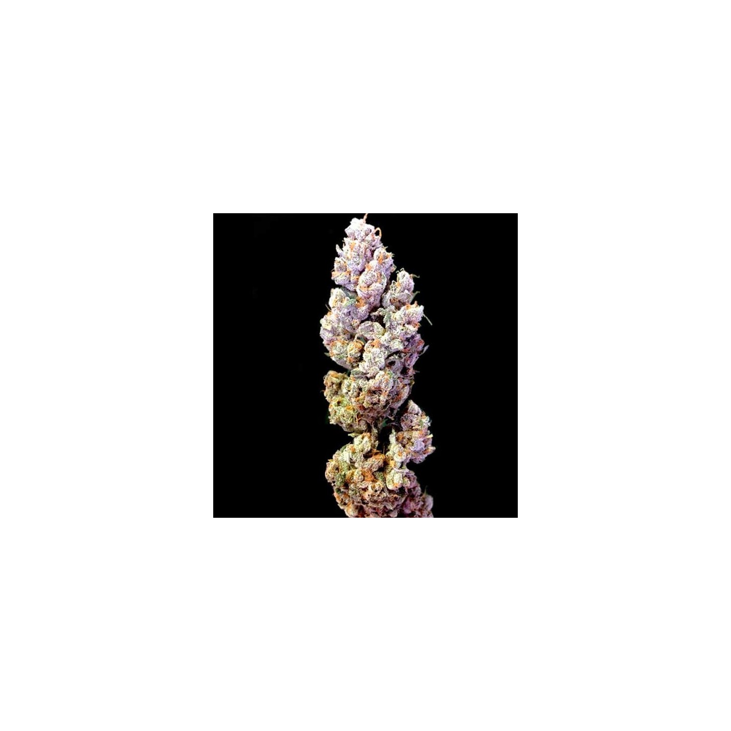 Crocketts Sour Tangie Regular de DNA Genetics