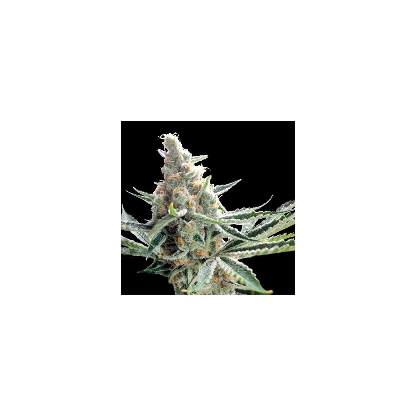 Crocketts Tangie Regular de DNA Genetics