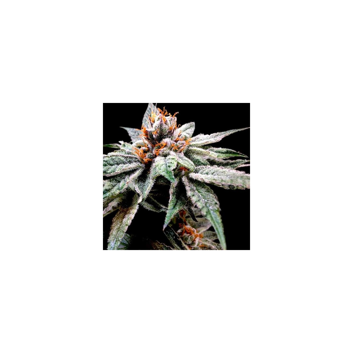 Dj's Gold Feminizada de DNA Genetics