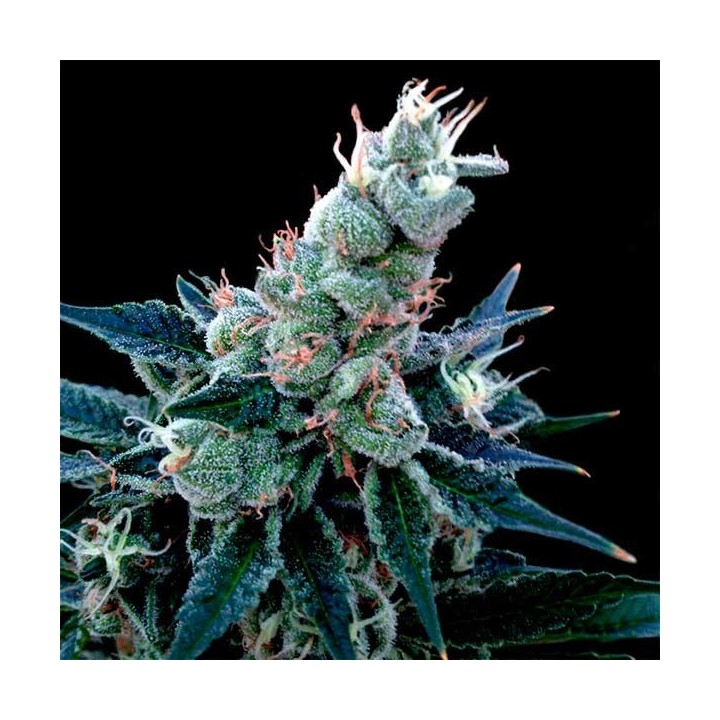 Double Alien 18 Feminizada de DNA Genetics