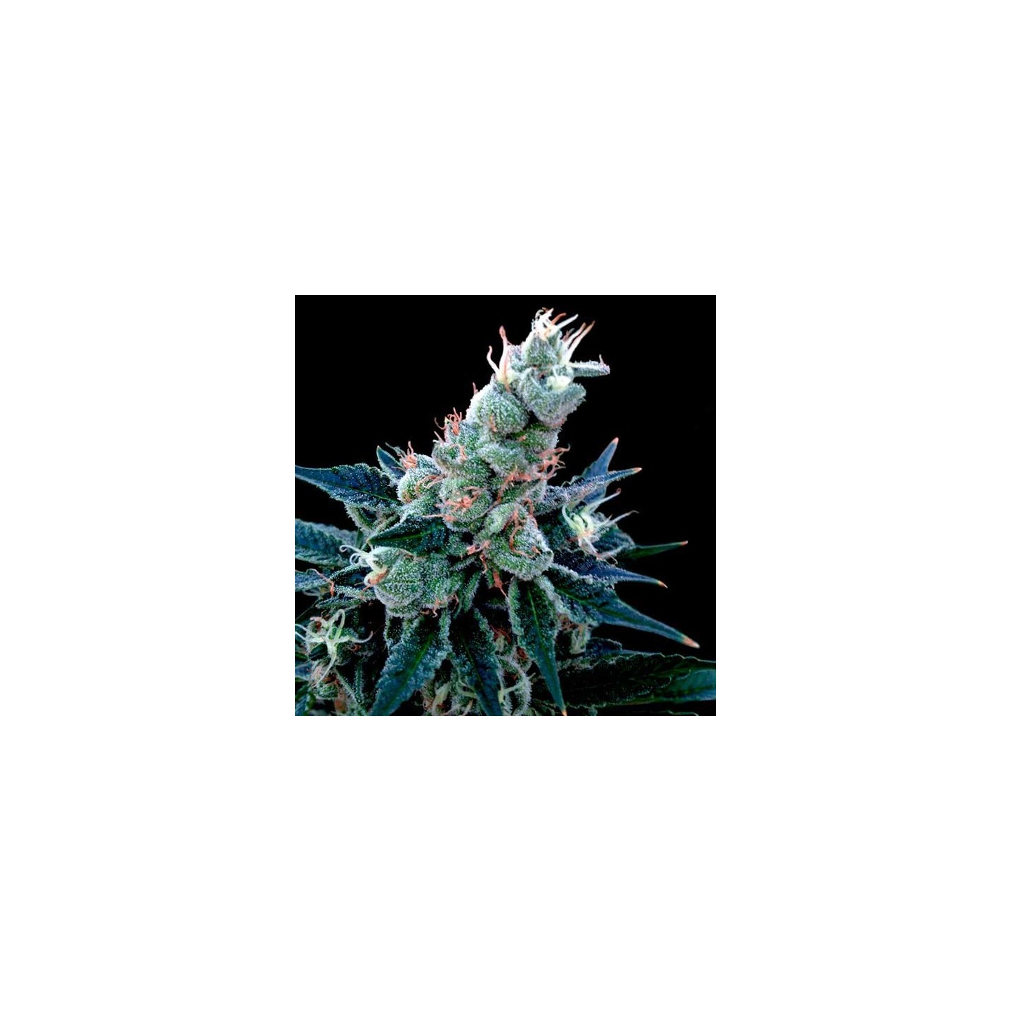 Double Alien 18 Feminizada de DNA Genetics