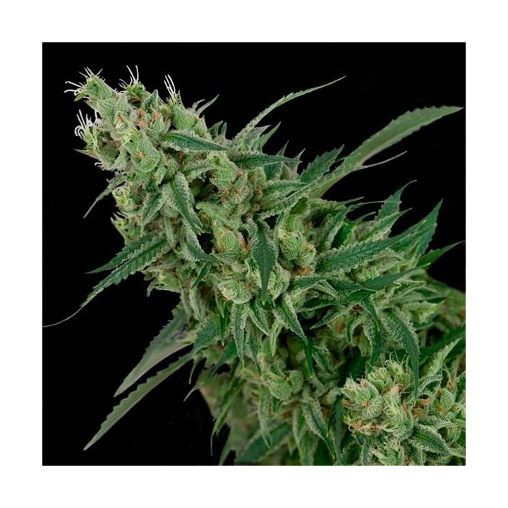 Double Tangie Banana Regular de DNA Genetics