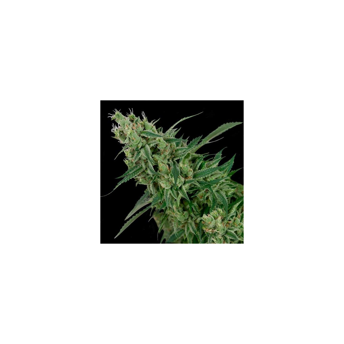 Double Tangie Banana Regular de DNA Genetics