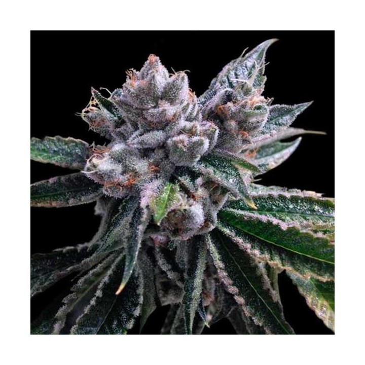 El Fuego Feminizada de DNA Genetics